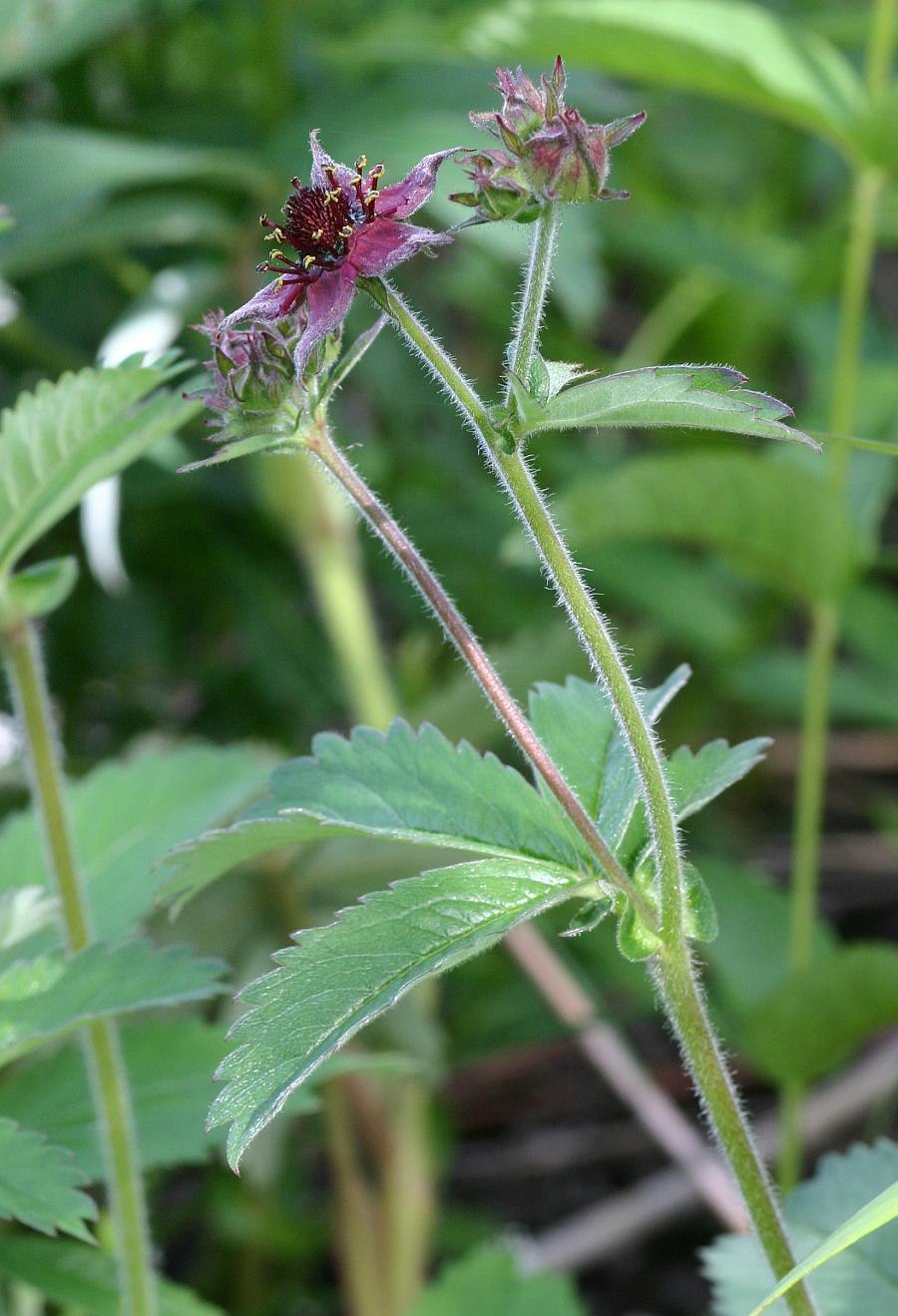 Сабельник фото Камчатка