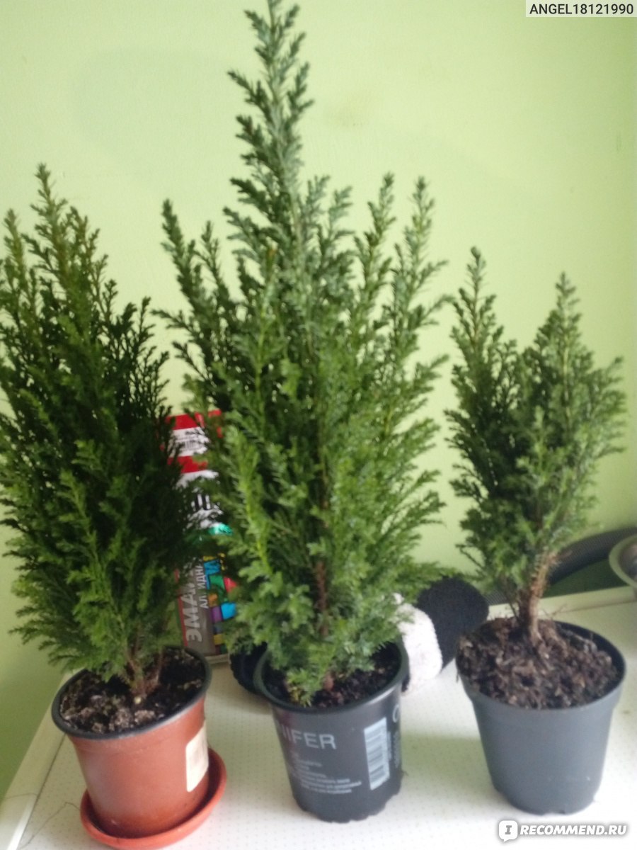 Ель Кипарис искусственная 180 см