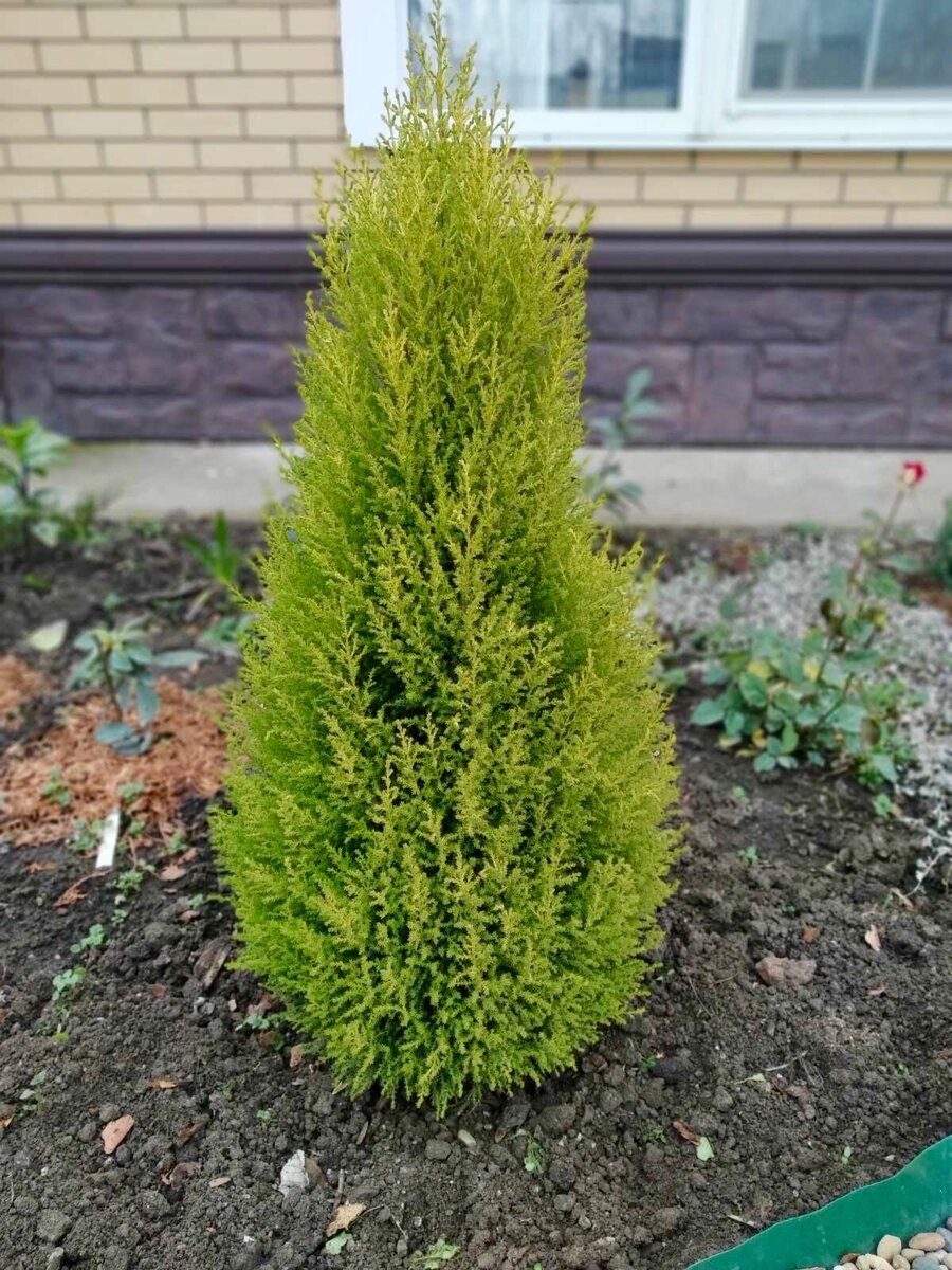 Северный хвойный микс