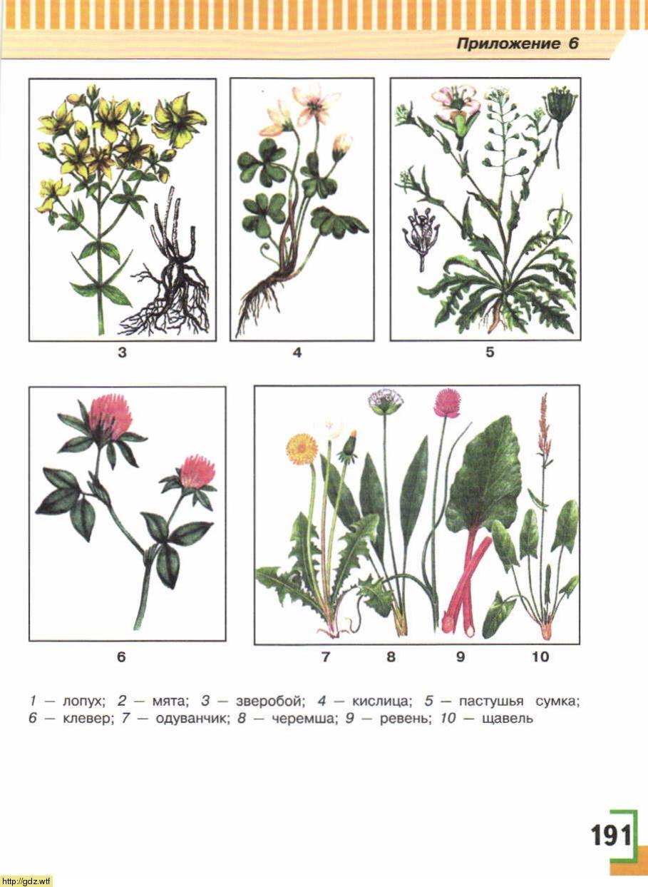 Пищевые растения дикорастущие растения