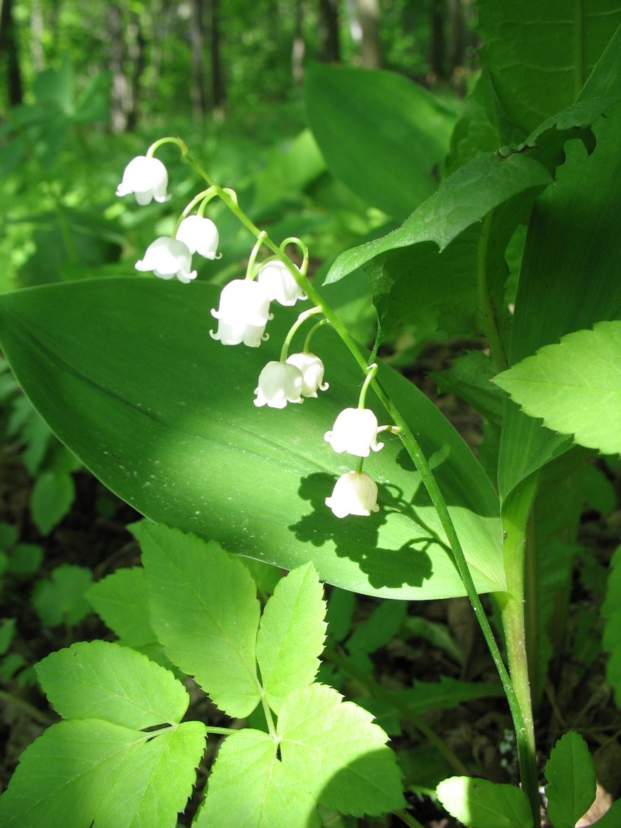 Культурно и дикорастущие растения