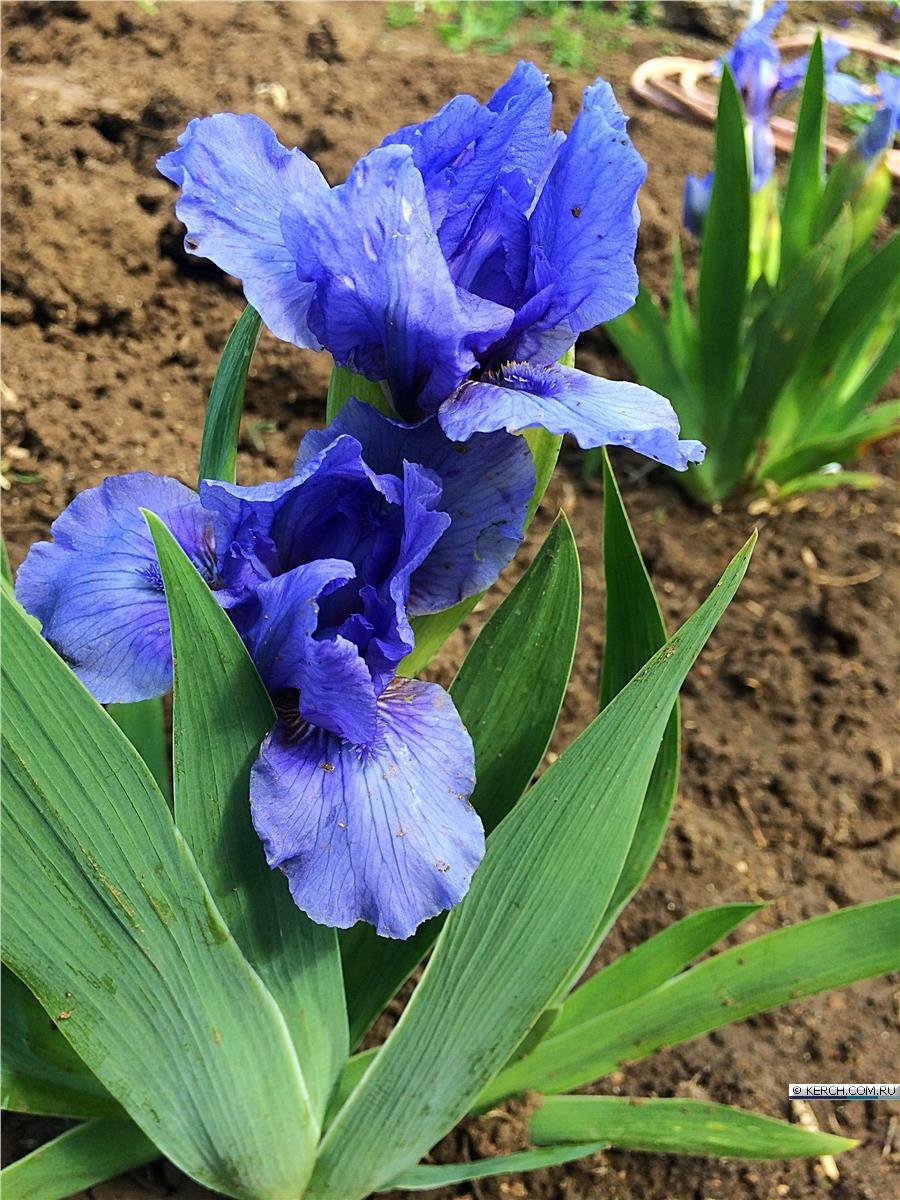 Карликовый Ирис Neutron