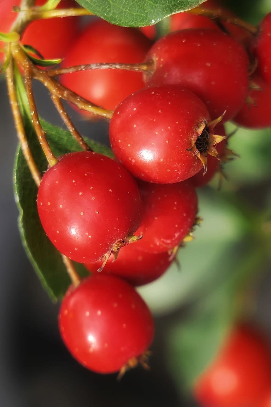 Боярышник Арнольда Crataegus arnoldiana
