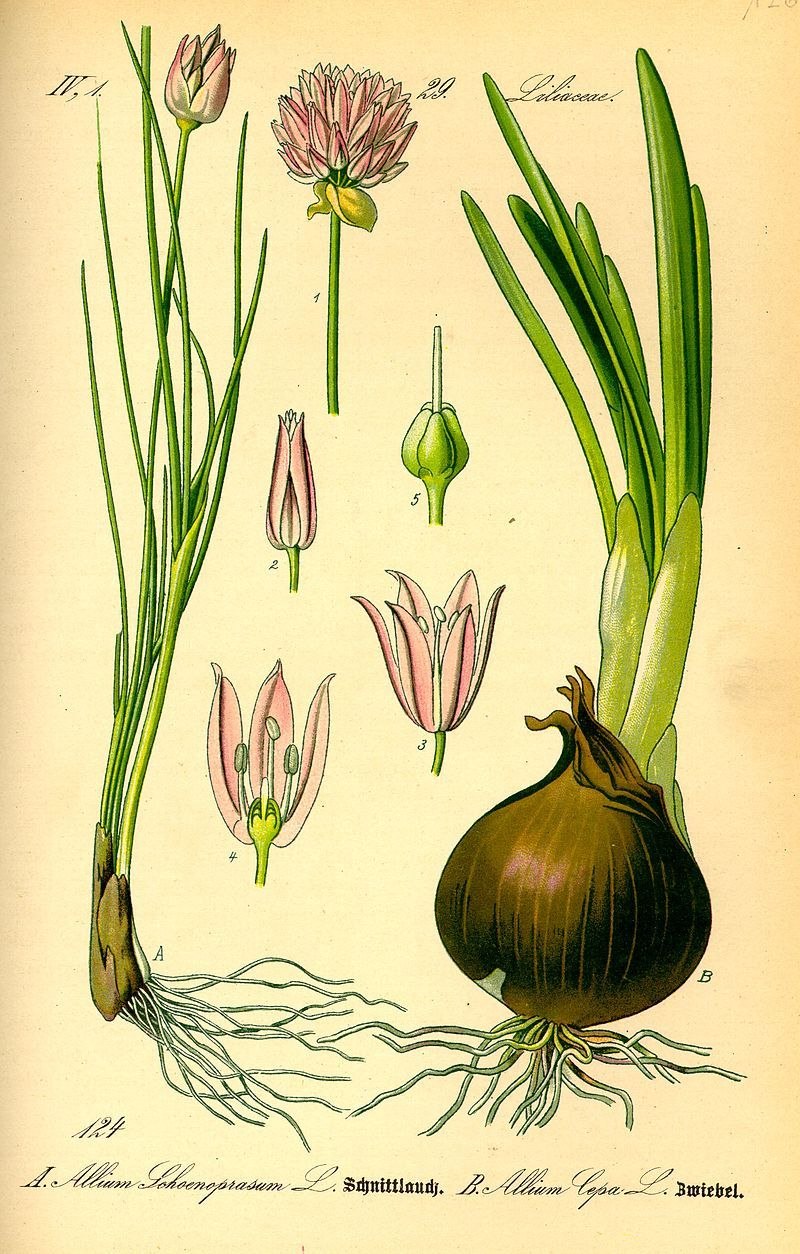 Allium Cepa — репчатый лук