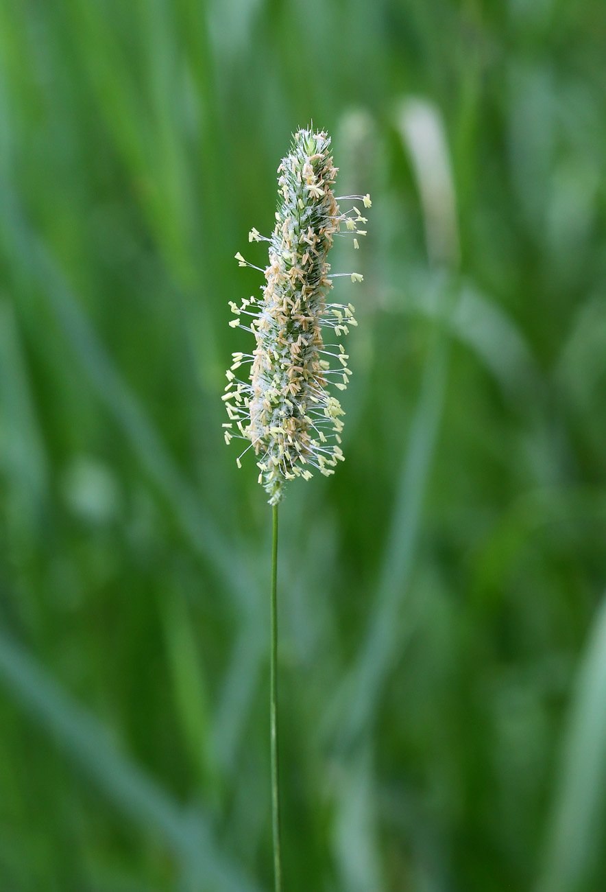 Тимофеевка Луговая (Phleum pratense)