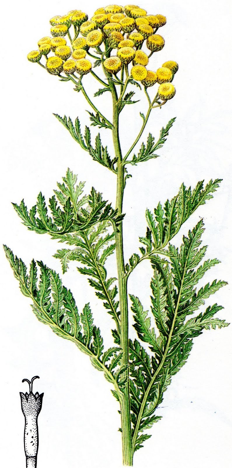 Achillea millefolium ботаника