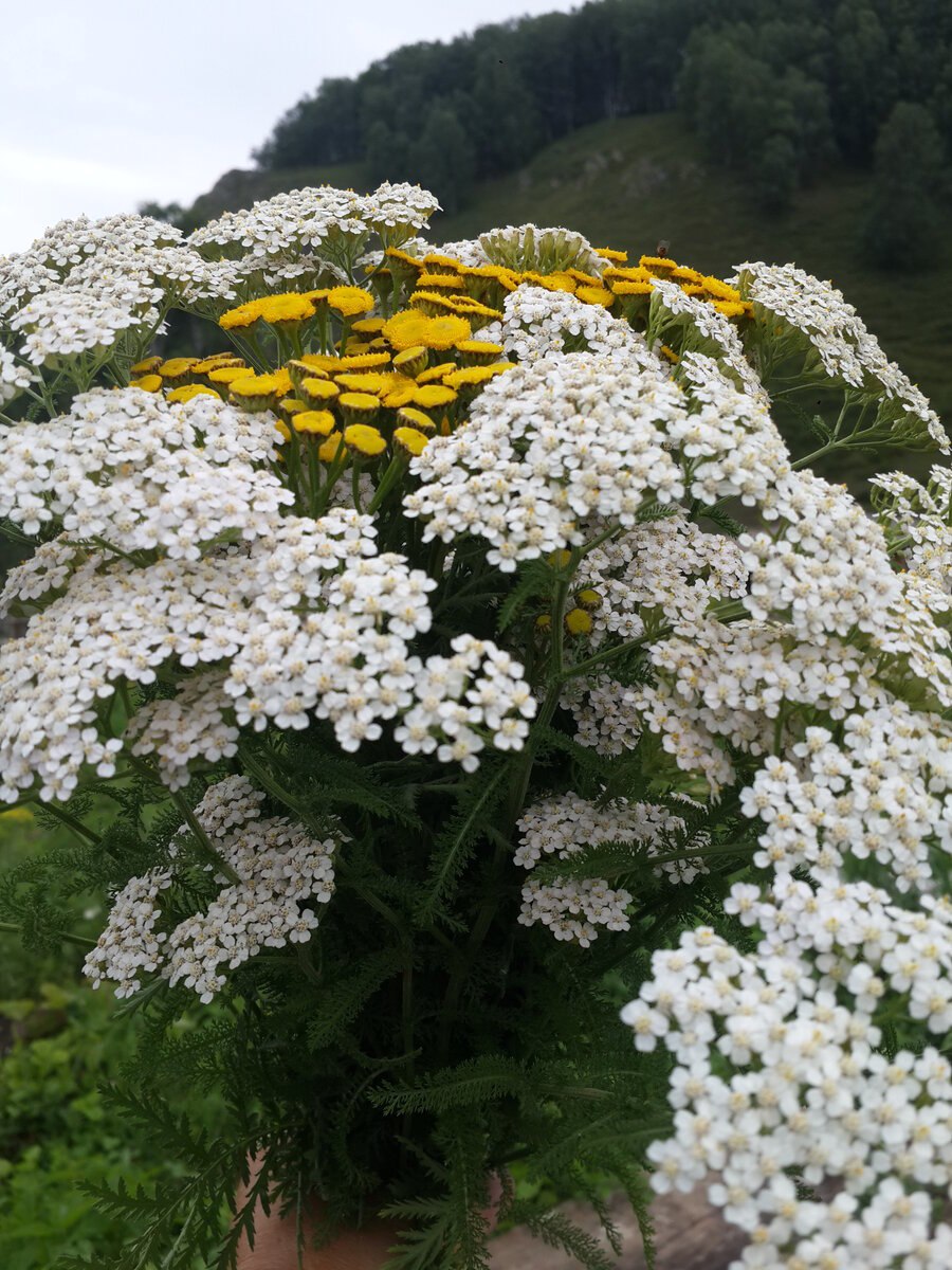 Тысячелистник Муншайн