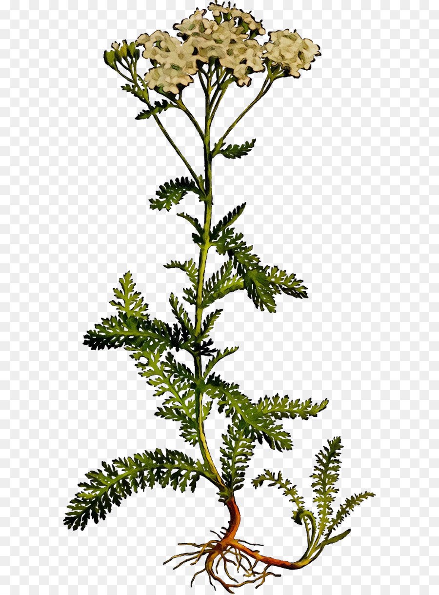 Пижма обыкновенная Полынь