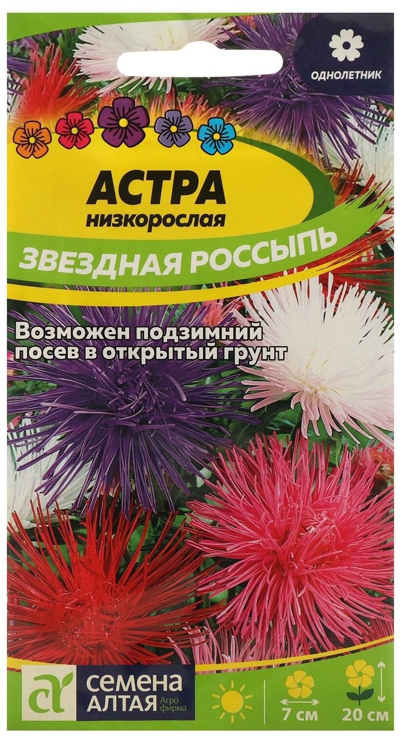 Астра звездная