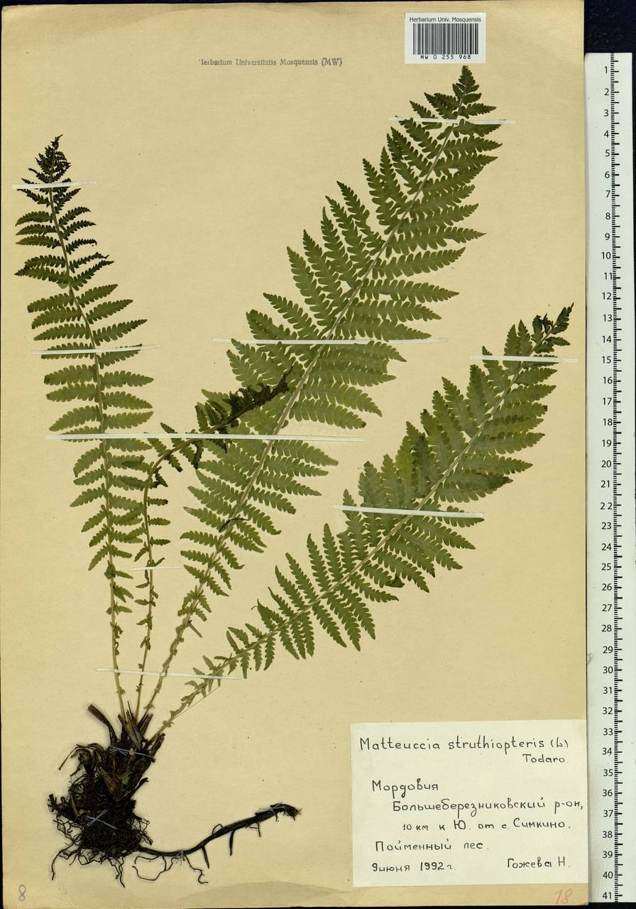 Matteuccia gigantea. Страусник гигантский