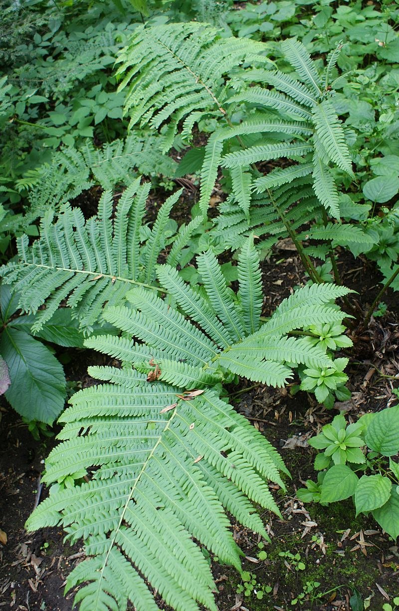 Страусник обыкновенный систематика