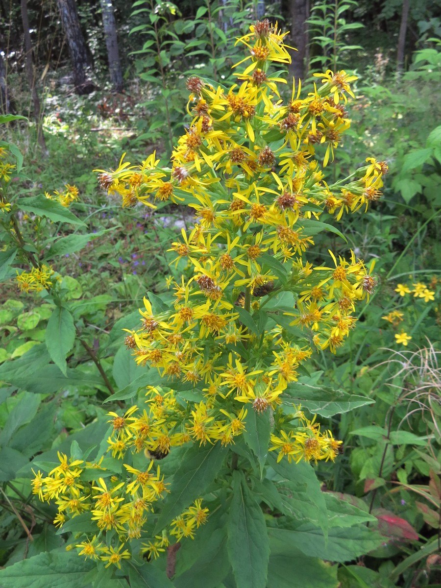 Растение Золотая розга