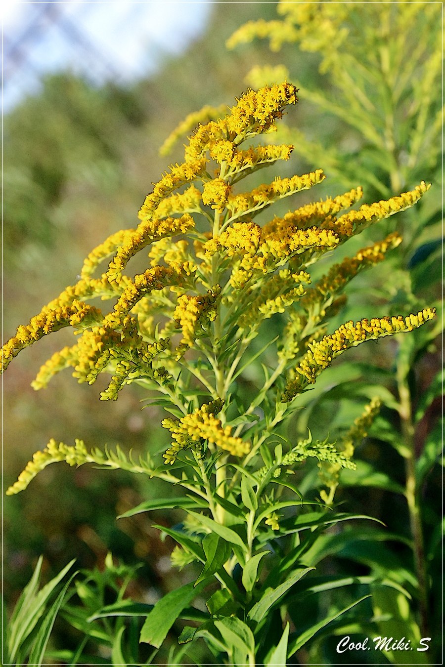 Золотарник золотые стрелы