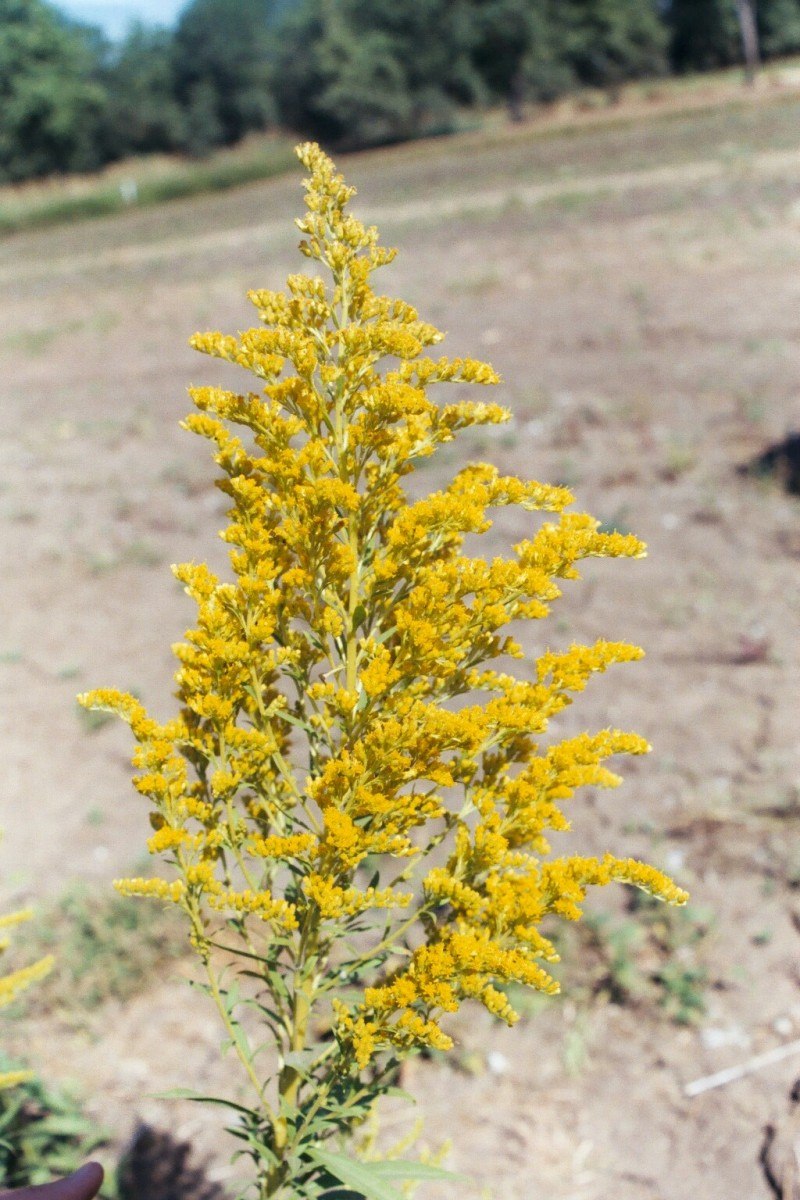 Solidago buckleyi