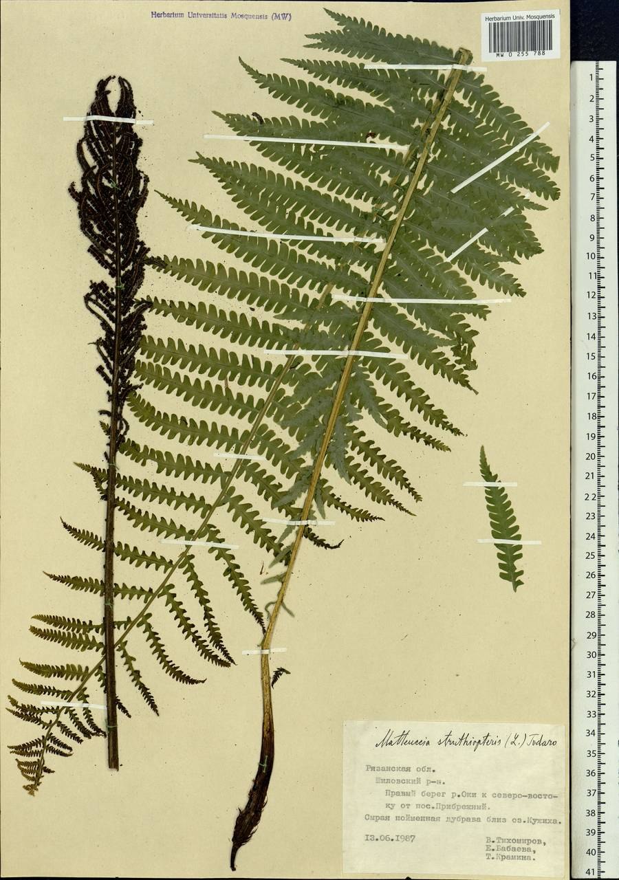 Сорус папоротника щитовника