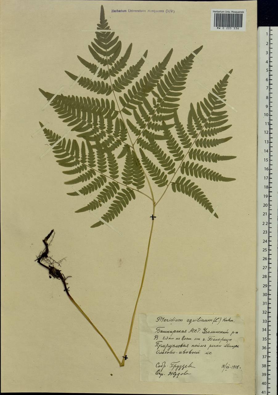 Папоротник Щитовник гребенчатый