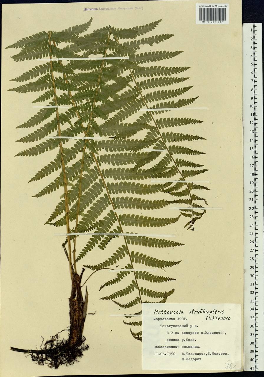 Псилотовидные папоротники