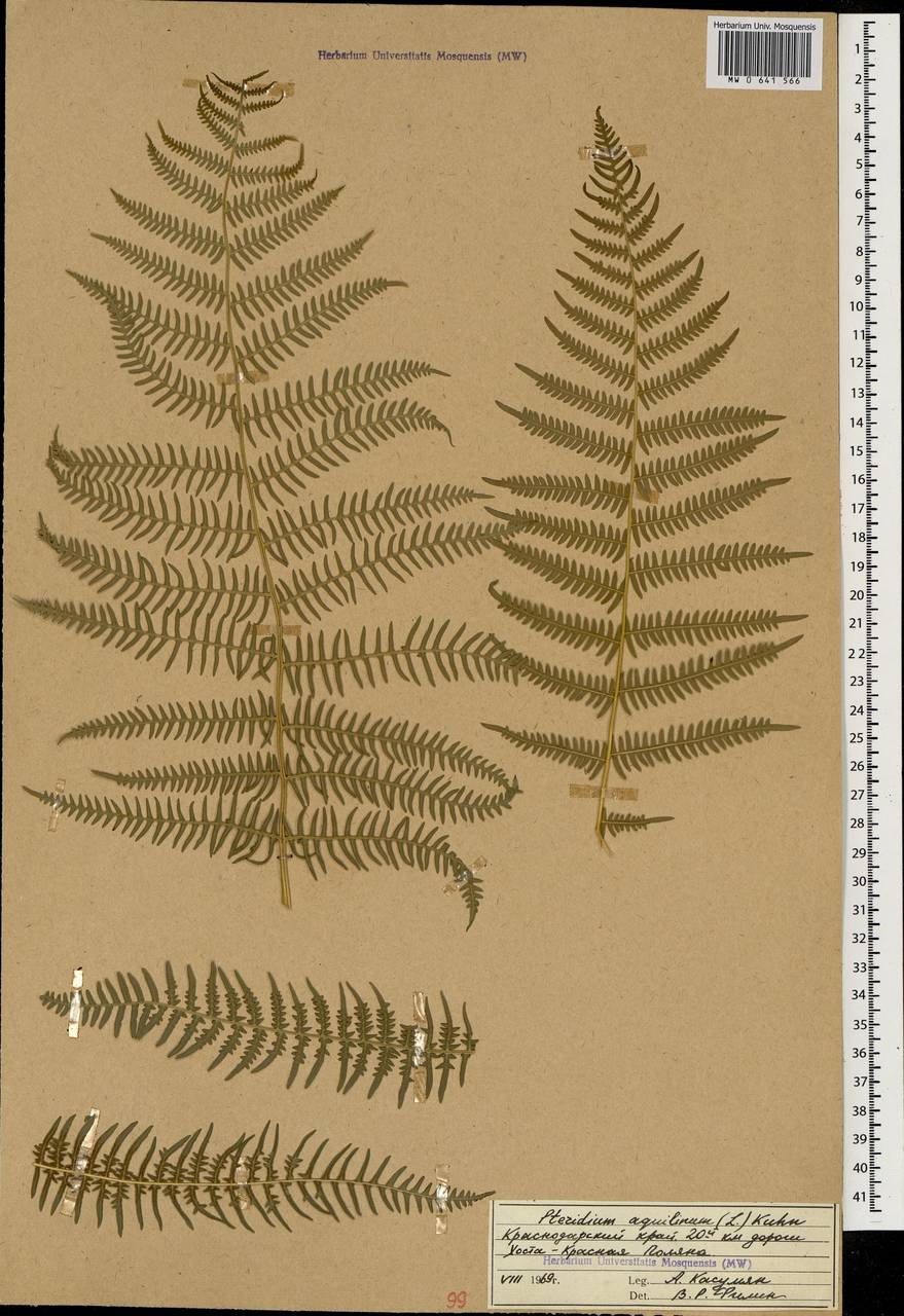 Стоножник обыкновенный папоротник