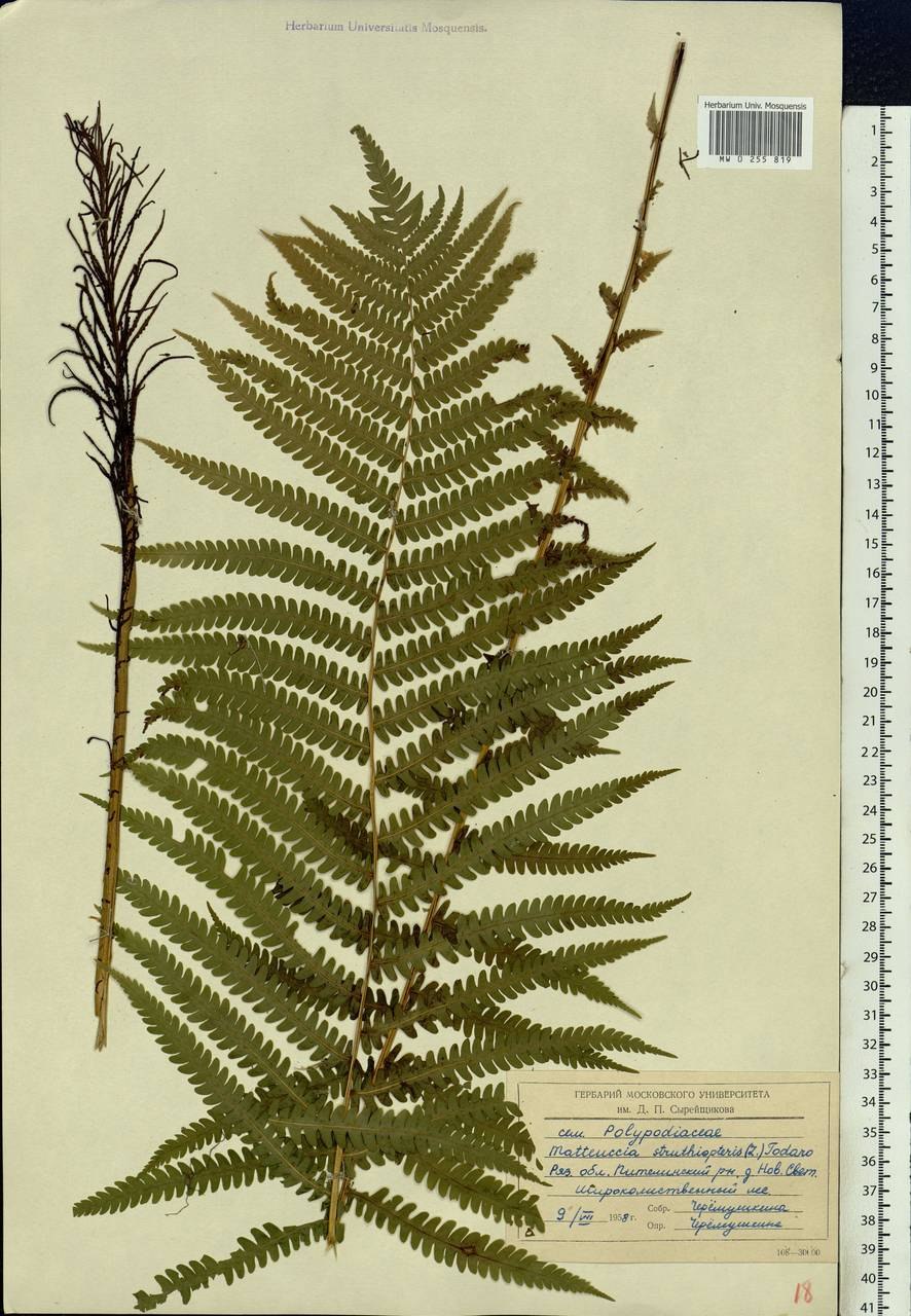 Орляк обыкновенный