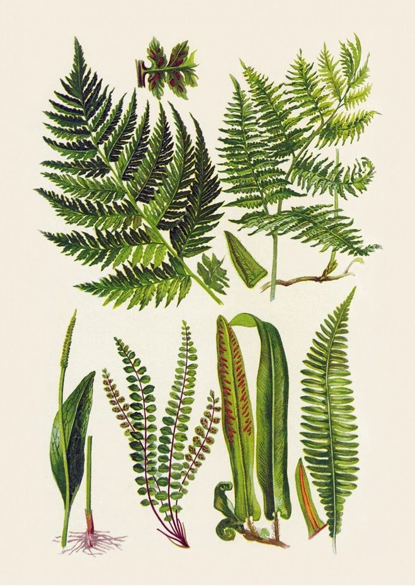 Орляк обыкновенный строение