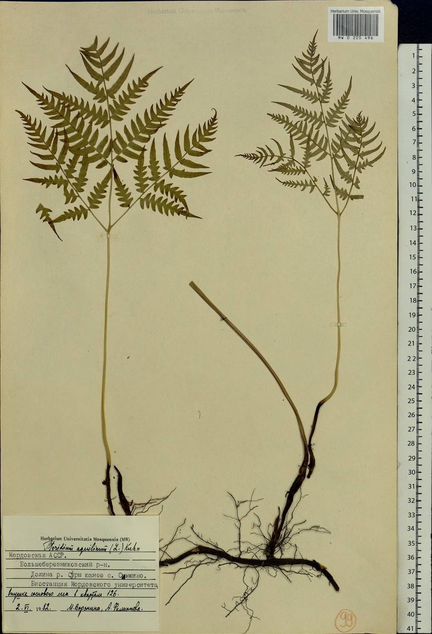 Папоротник орляк обыкновенный