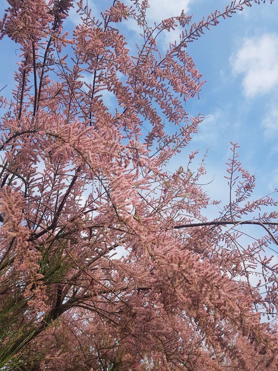 Гребенщик (тамарикс), Египет