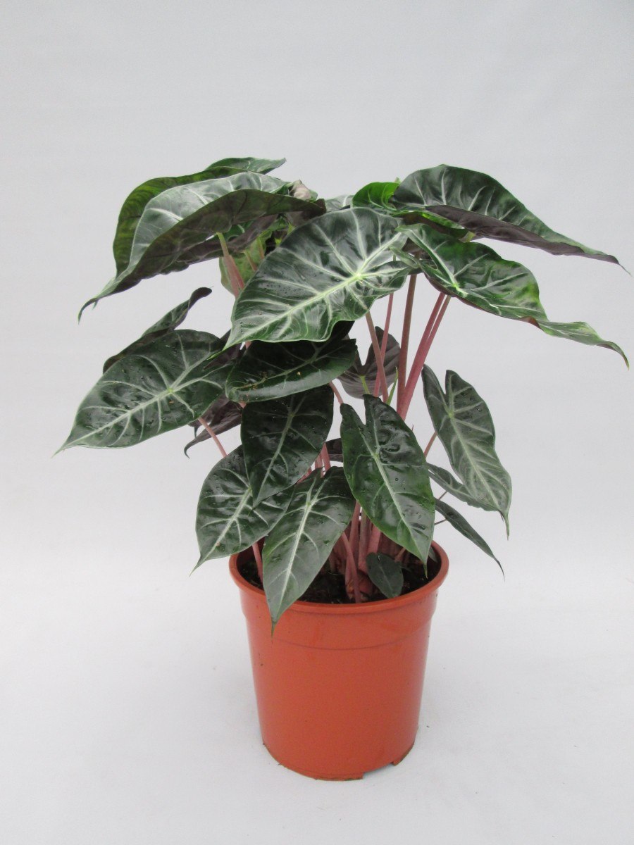 Алоказия розовый дракон