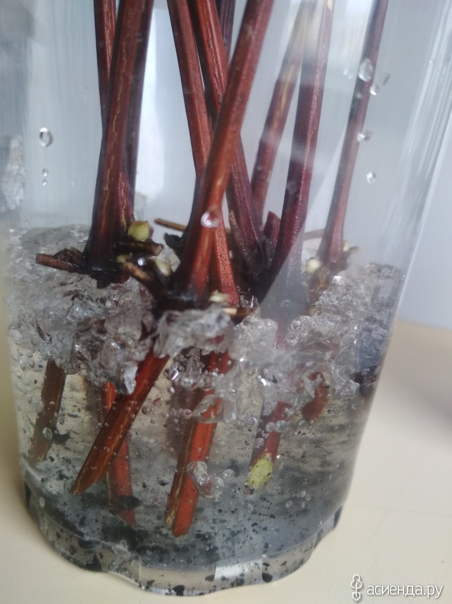 Пальма Юкка размножение