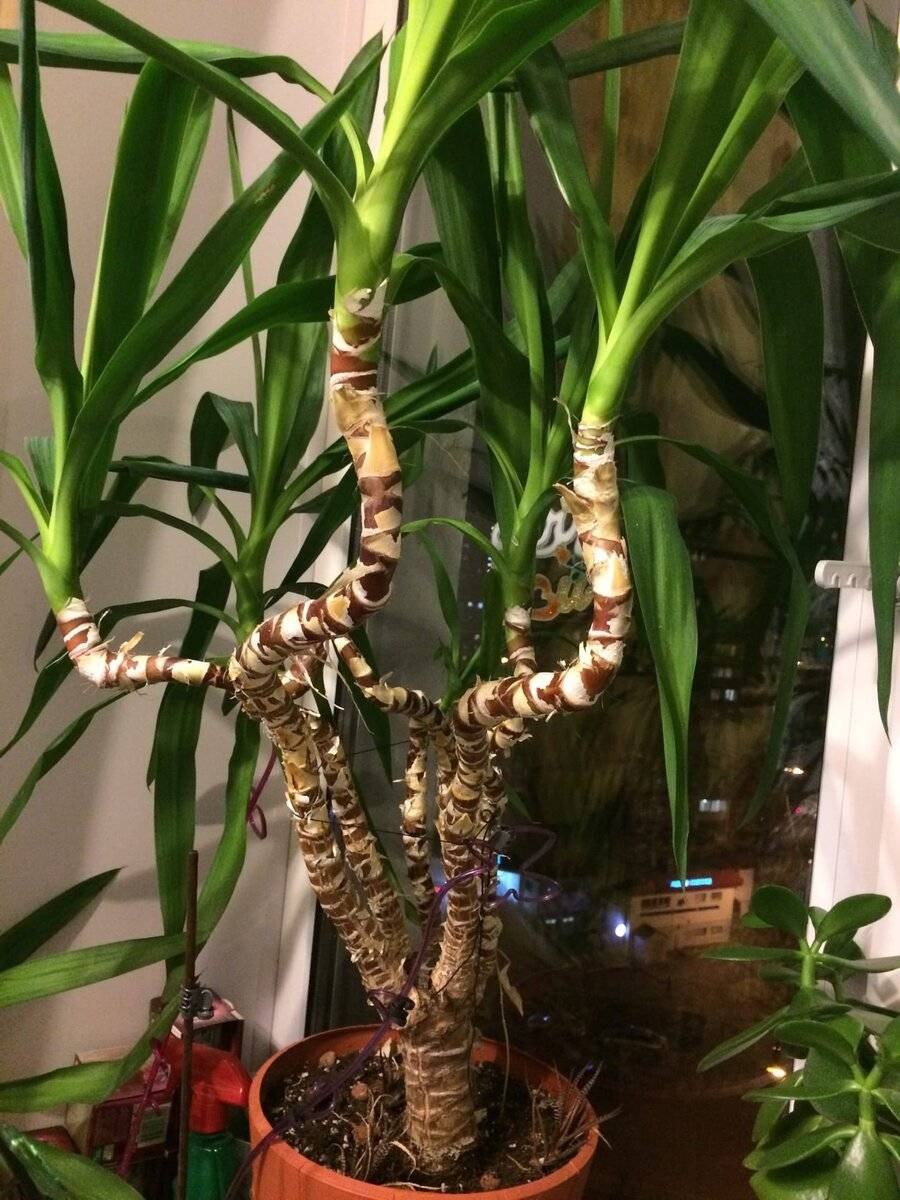 Размножение юкки черенками и отрезками ствола