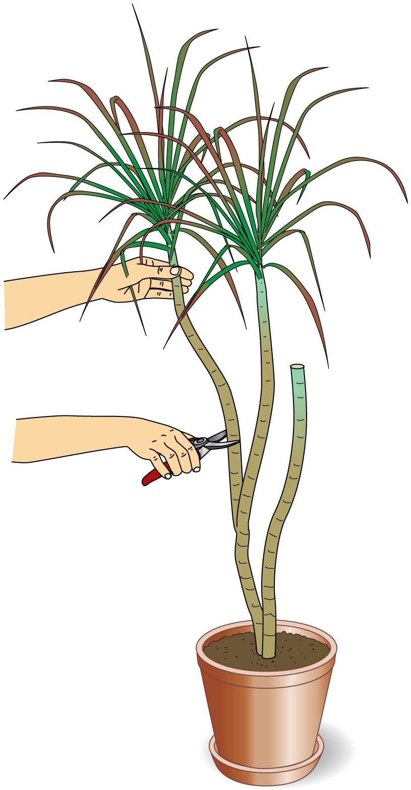 Драцена Пальма черенки