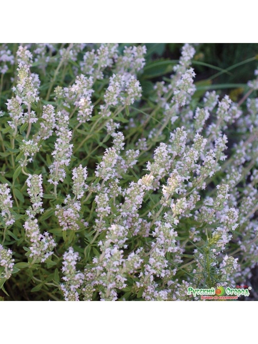 Чабрец семена