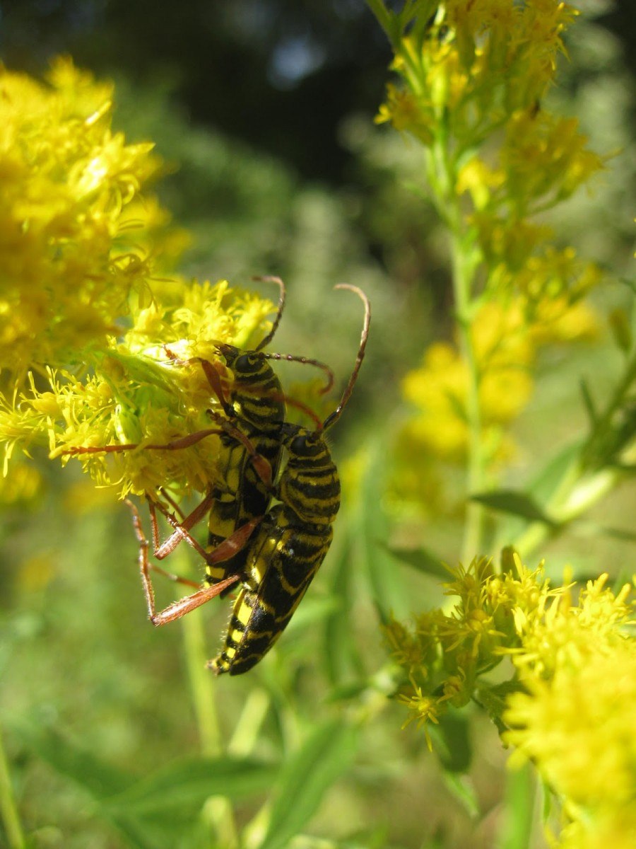 Золотарник (Goldenrod)