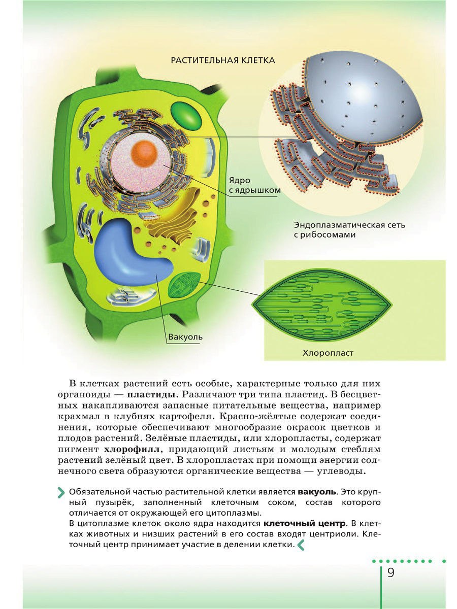 органоиды раст клетки фото 75