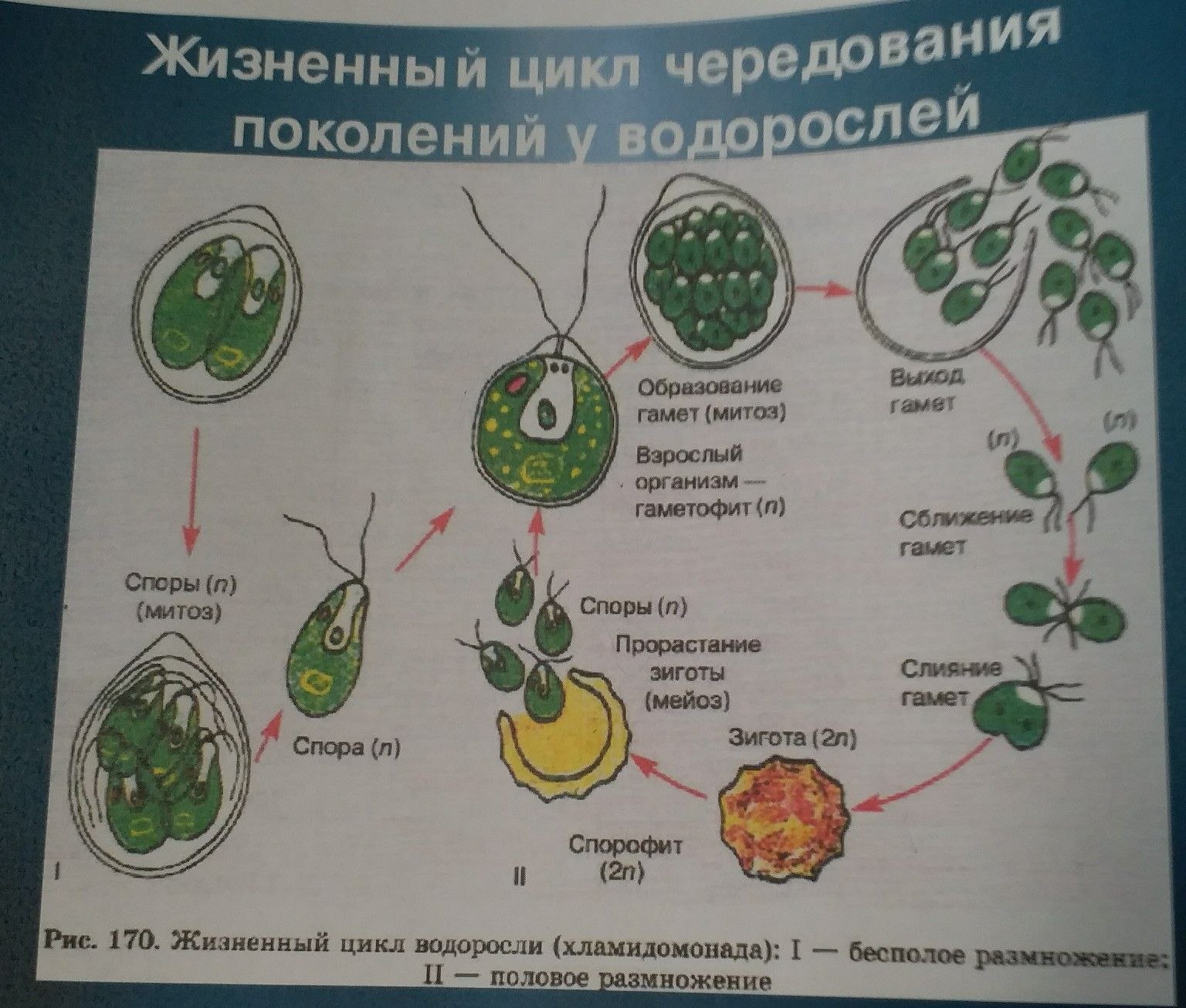 Схема жизненного цикла растения гаметы