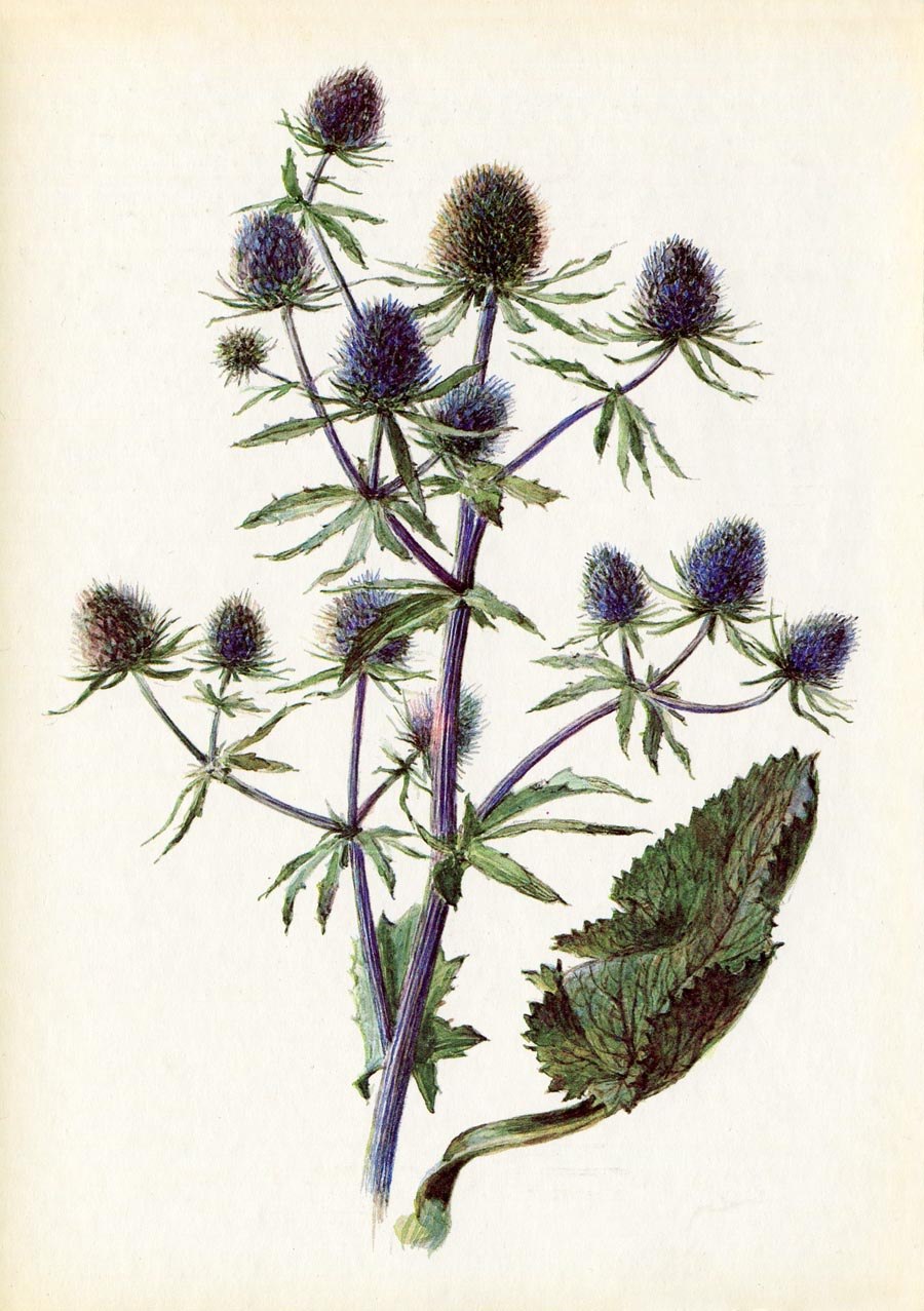 Eryngium bourgatii