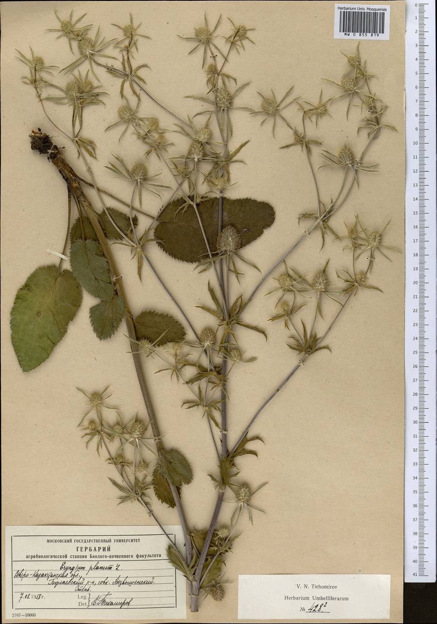 Синеголовник агаволистный