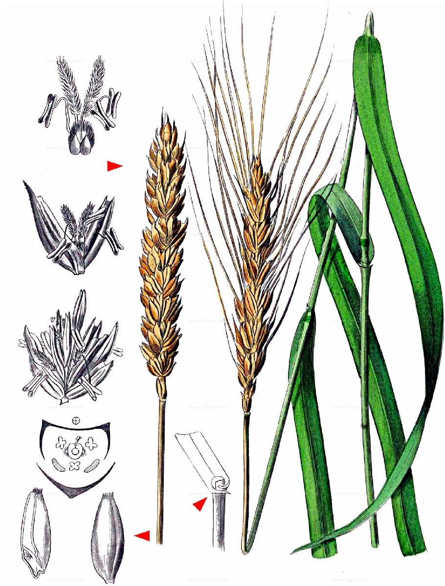 Poaceae Triticum aestivum