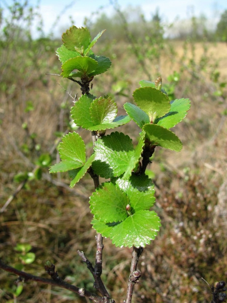 Береза тощая (Betula Exilis Sukacz.)