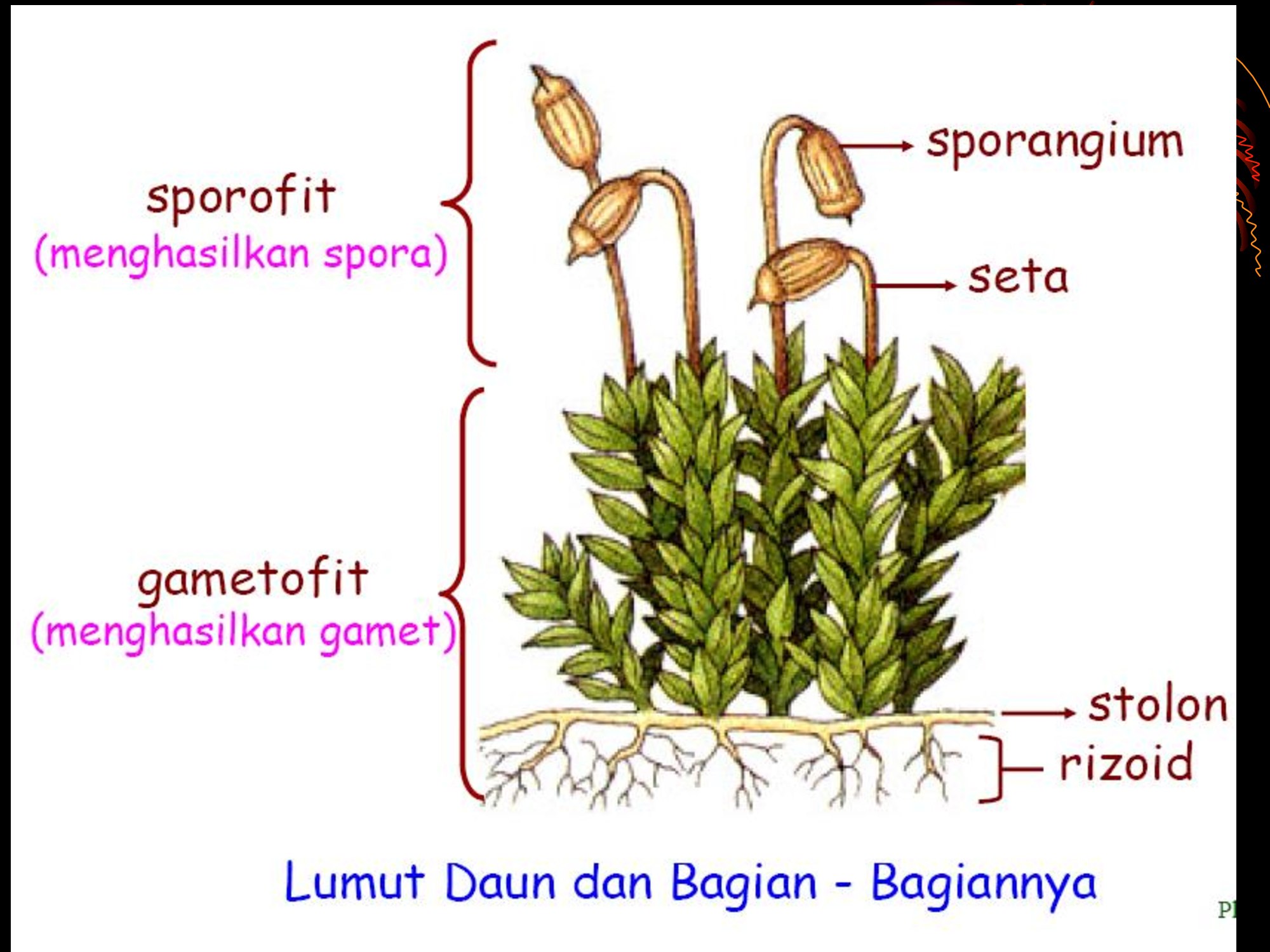 Спорофиты моховидных растений