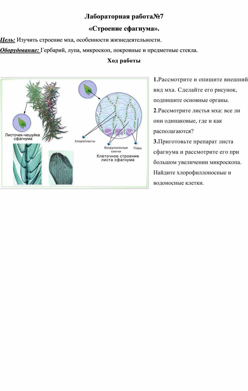 Строение гаметофита сфагнума