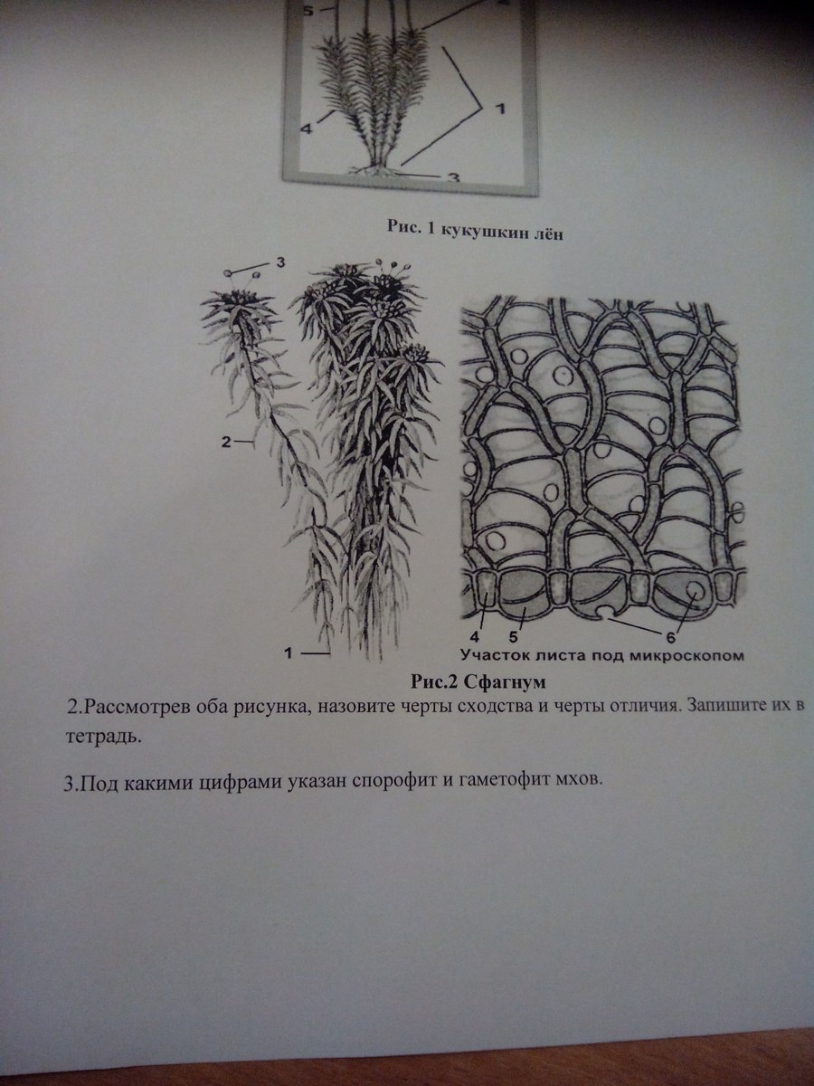 Поперечный срез листа Кукушкина льна
