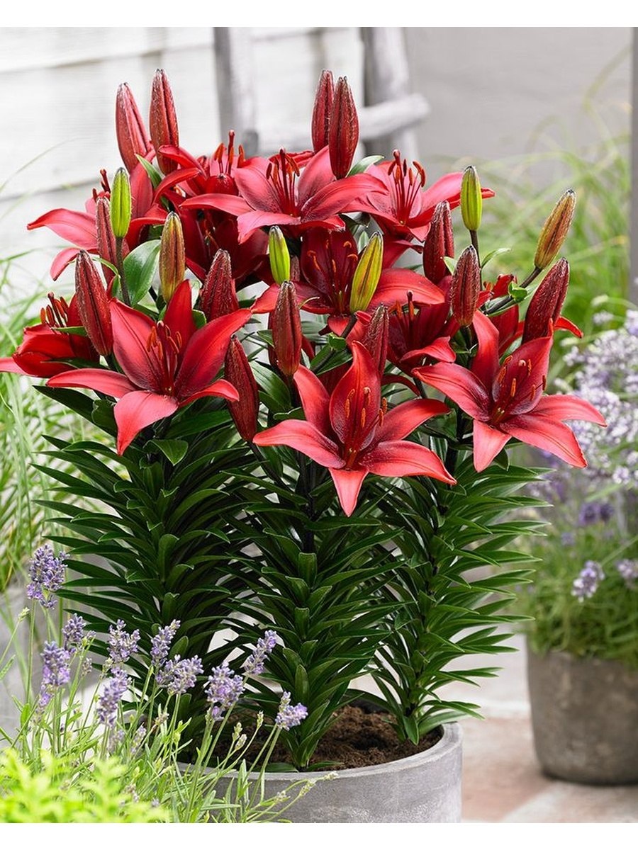 Лилия азиатская ИЗИ Ванилла (3)