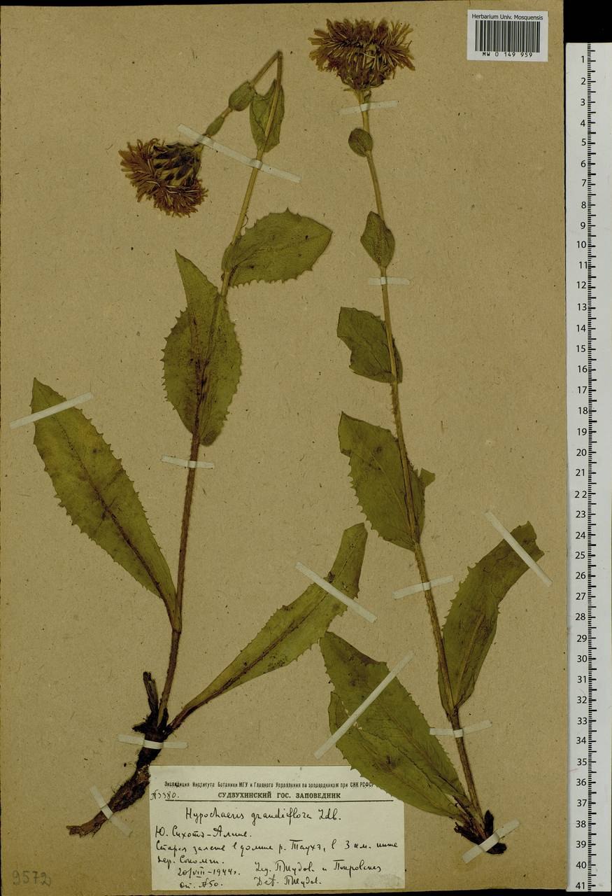 Подсолнечник клубненосный топинамбур