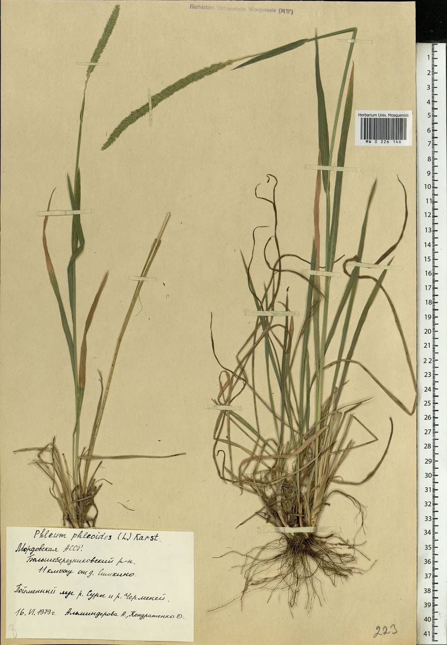 Phleum bertolonii DC