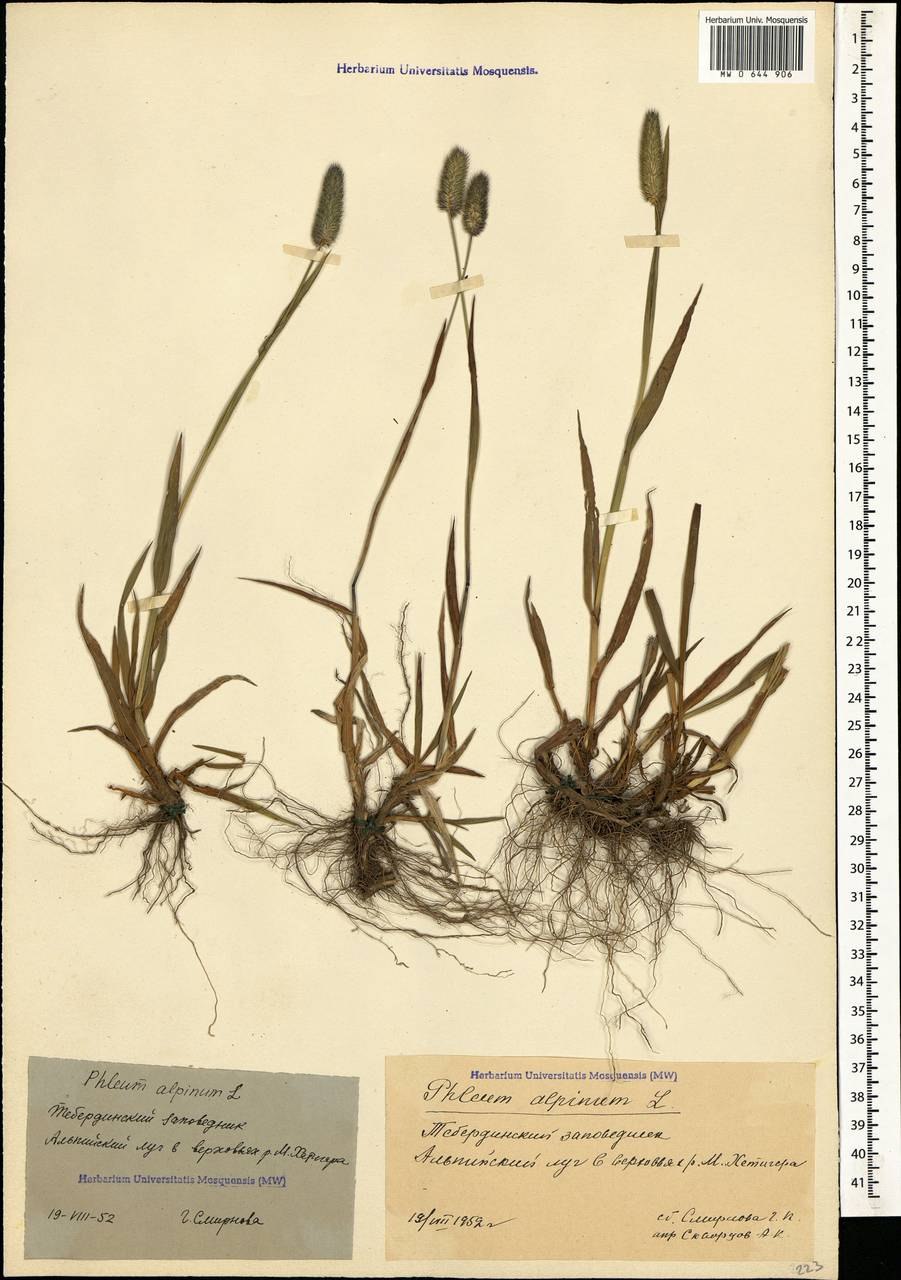 Строение растения Тимофеевка