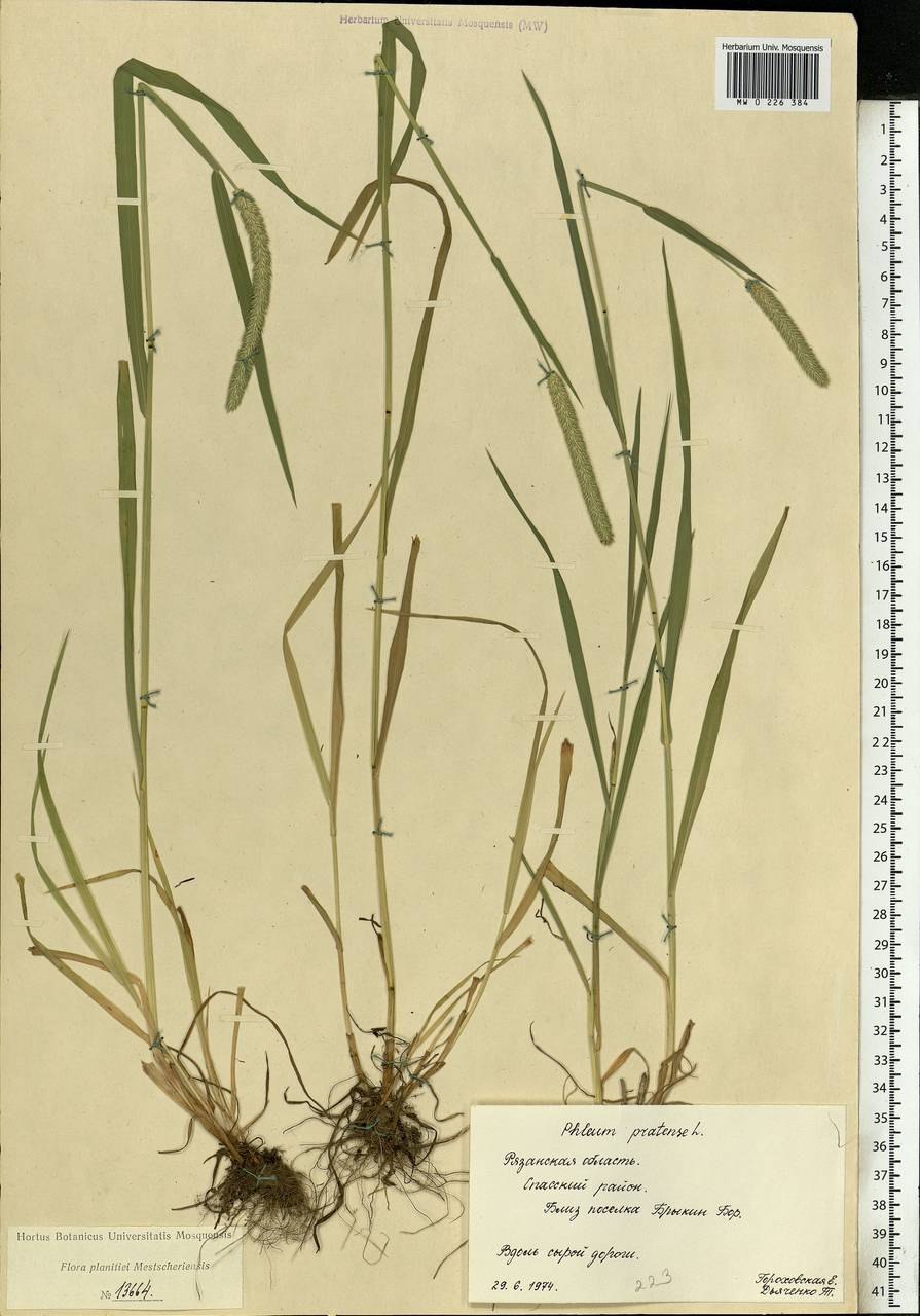 Кострец береговой растение