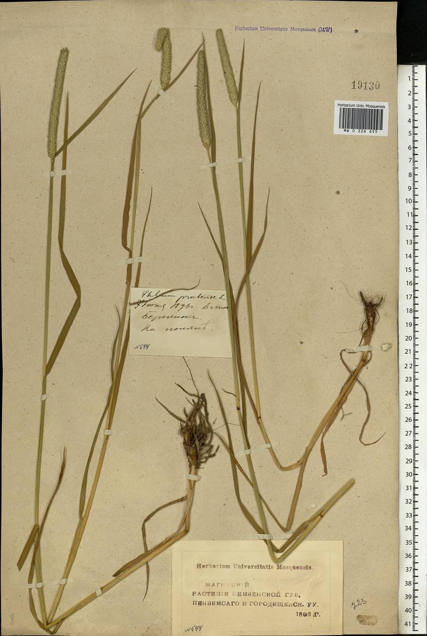 Мятлик, ячмень, пырей