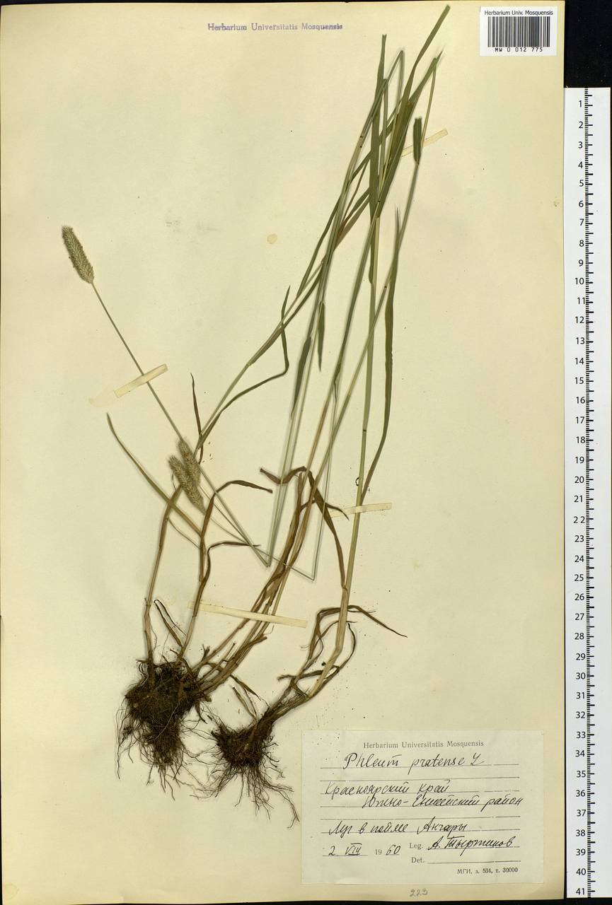 Тимофеевка Луговая корень