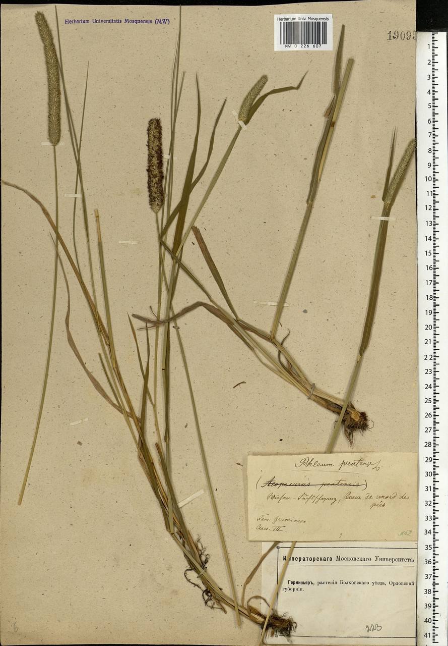 Тимофеевка луговая тип кущения