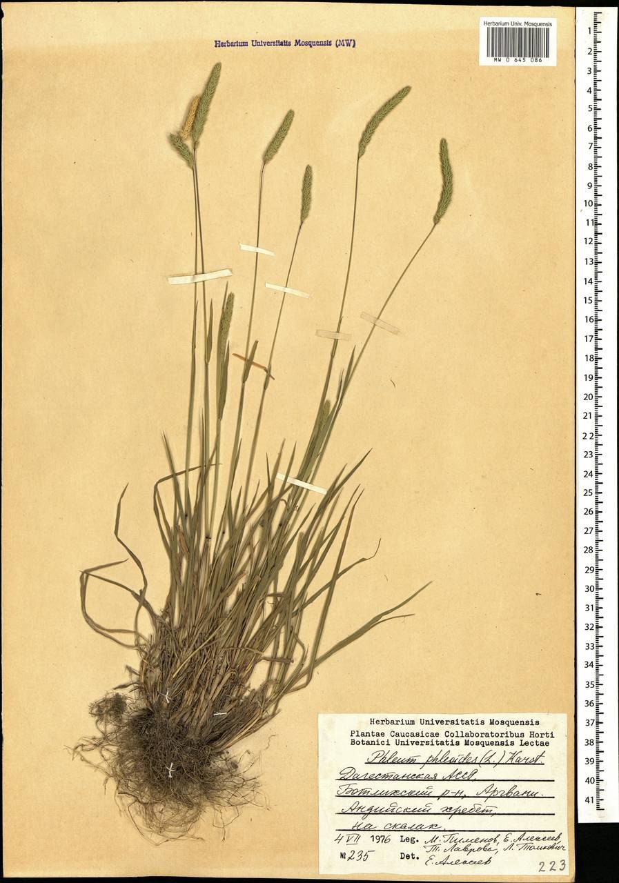 Лисохвост Луговой гербарий